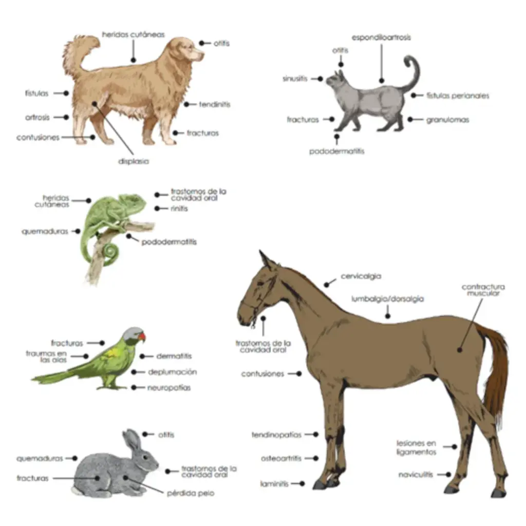 Globus LaserVet 8.0