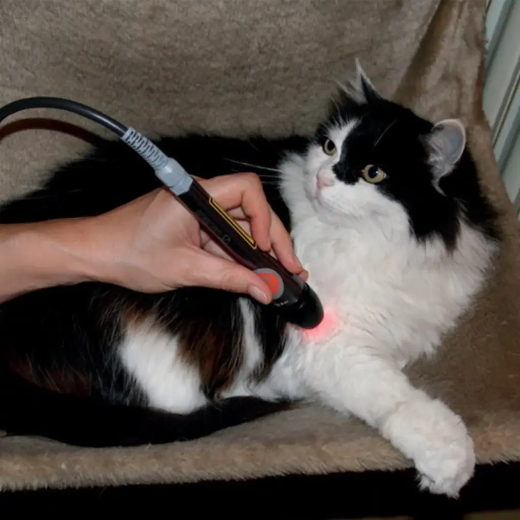 Globus LaserVet 8.0