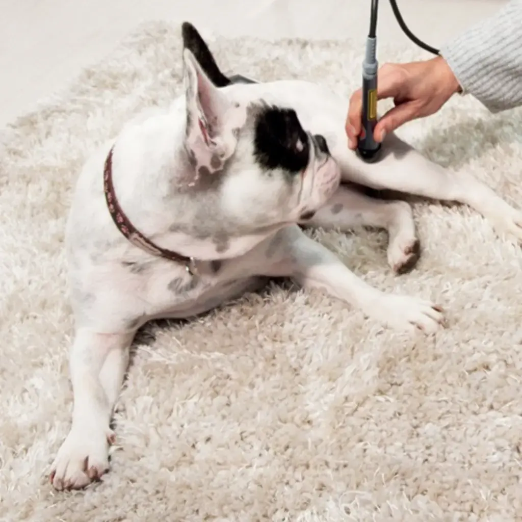 Globus LaserVet 8.0